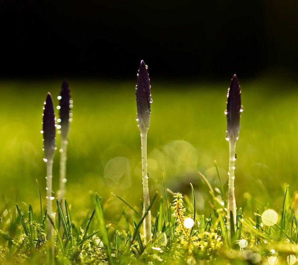 Обои цветы, трава, природа, капли, весна, peter lochschmied, flowers, grass, nature, drops, spring разрешение 2664x1440 Загрузить