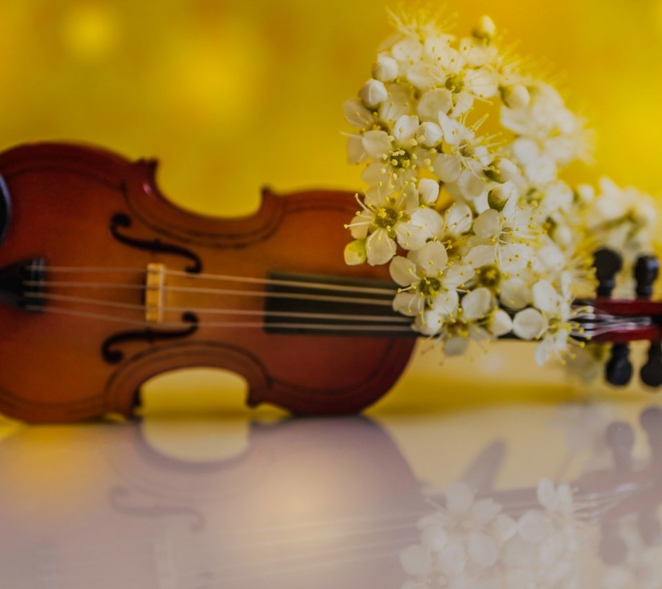 Обои цветы, отражение, скрипка, лепестки, весна, flowers, reflection, violin, petals, spring разрешение 2048x1464 Загрузить
