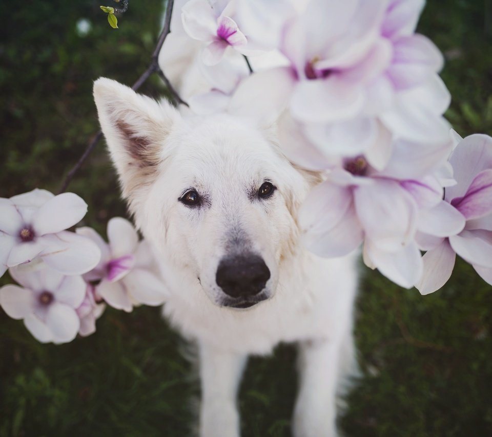 Обои глаза, цветы, взгляд, собака, белая, nanook, eyes, flowers, look, dog, white разрешение 2048x1367 Загрузить