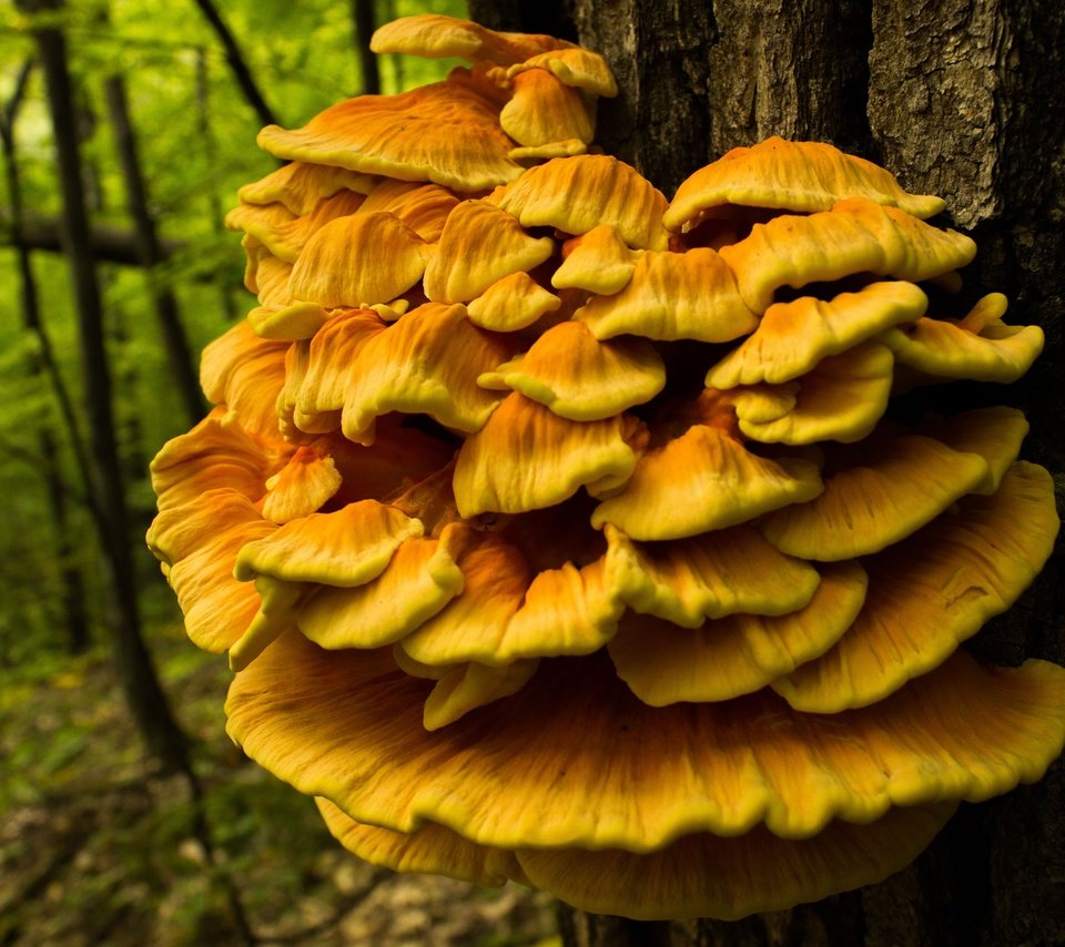 Обои природа, дерево, лес, грибы, ствол, трутовик серно-жёлтый, nature, tree, forest, mushrooms, trunk, trutovik sulfur-yellow разрешение 3840x2560 Загрузить