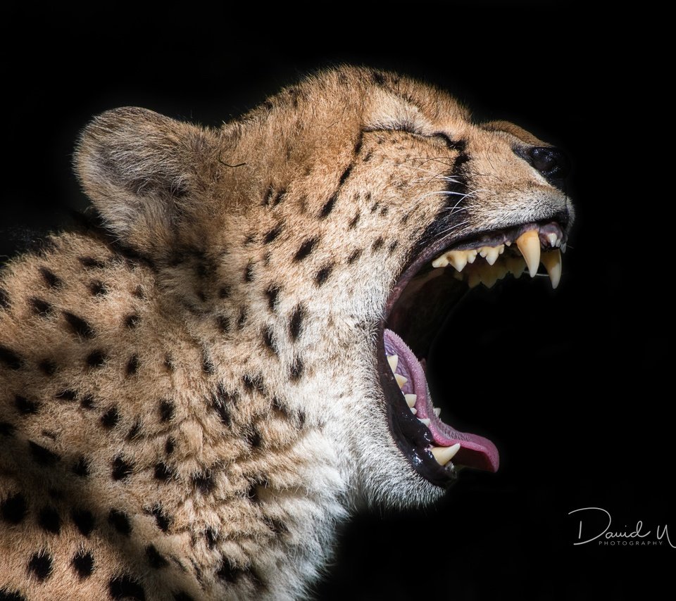 Обои кошка, черный фон, зверь, пасть, гепард, david whelan photography, cat, black background, beast, mouth, cheetah разрешение 4763x3163 Загрузить