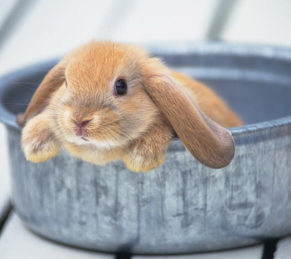 Обои ушки, кролик, животное, милый, миска, тазик, ears, rabbit, animal, cute, bowl, basin разрешение 1920x1200 Загрузить