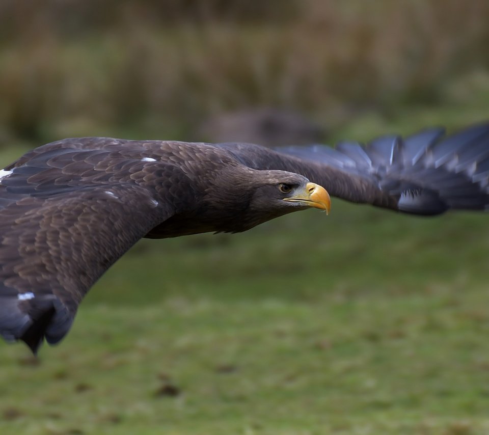 Обои полет, крылья, орел, птица, клюв, перья, орлан-белохвост, flight, wings, eagle, bird, beak, feathers, white-tailed eagle разрешение 5065x2411 Загрузить