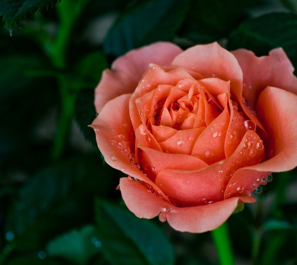 Обои макро, капли, роза, лепестки, красная, бутон, macro, drops, rose, petals, red, bud разрешение 2048x1360 Загрузить