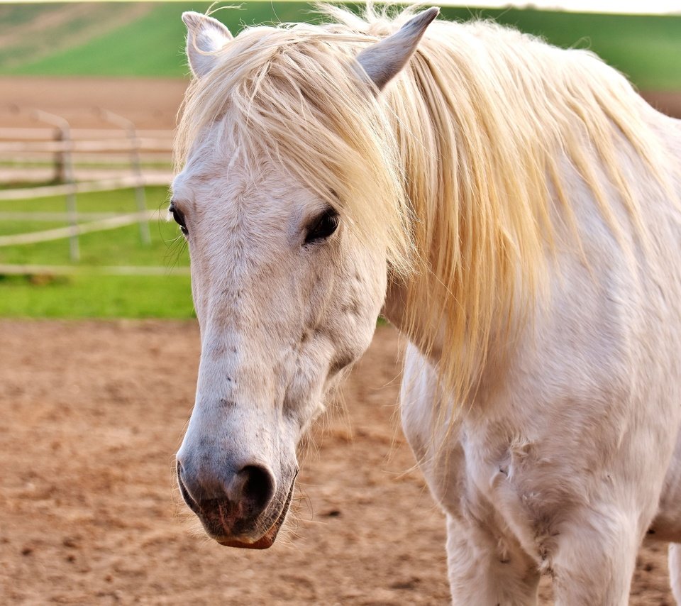 Обои глаза, морда, лошадь, взгляд, конь, грива, белая, eyes, face, horse, look, mane, white разрешение 3840x2560 Загрузить