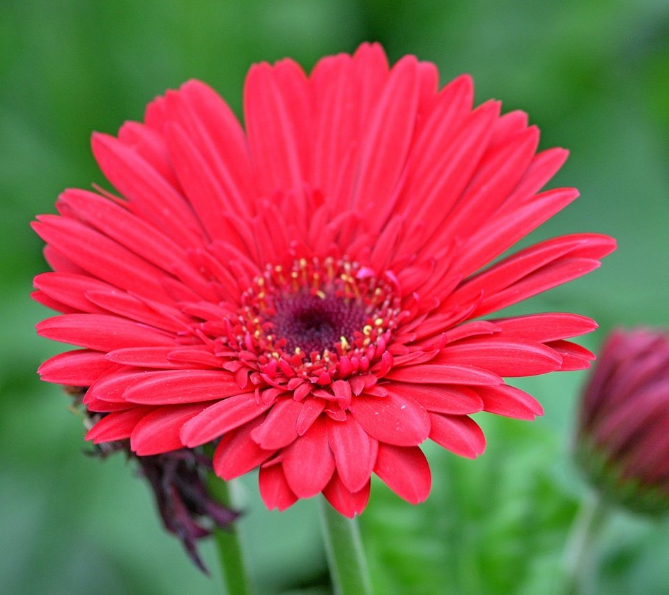 Обои макро, цветок, гербера, красный цветок, macro, flower, gerbera, red flower разрешение 3142x2827 Загрузить