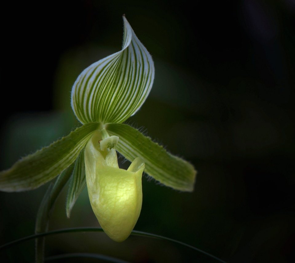 Обои макро, цветок, лепестки, орхидея, macro, flower, petals, orchid разрешение 2048x1360 Загрузить