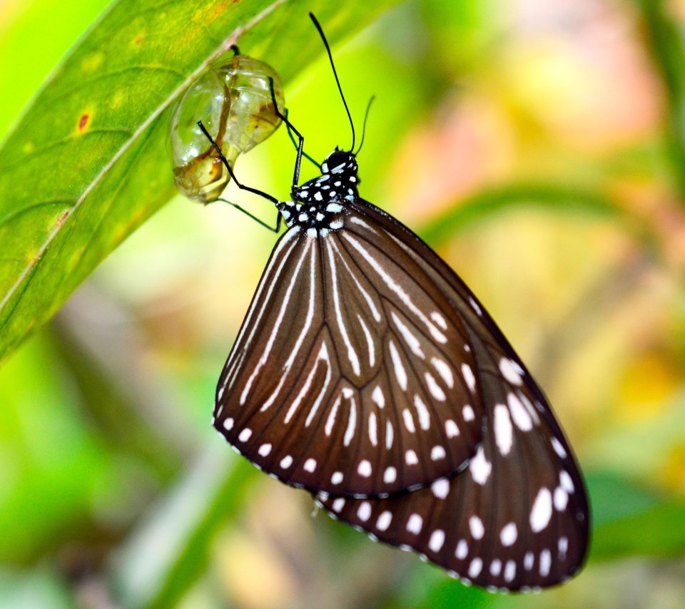 Обои макро, насекомое, капля, листок, бабочка, кокон, macro, insect, drop, leaf, butterfly, cocoon разрешение 3840x2560 Загрузить