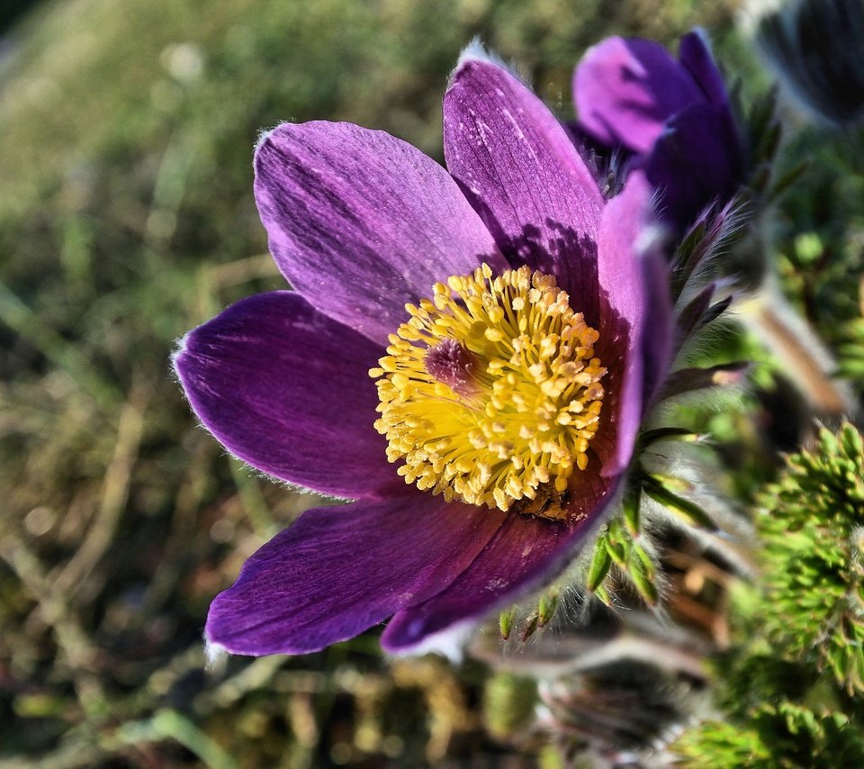 Обои макро, цветок, весна, анемон, сон-трава, прострел, macro, flower, spring, anemone, sleep-grass, cross разрешение 2048x1365 Загрузить