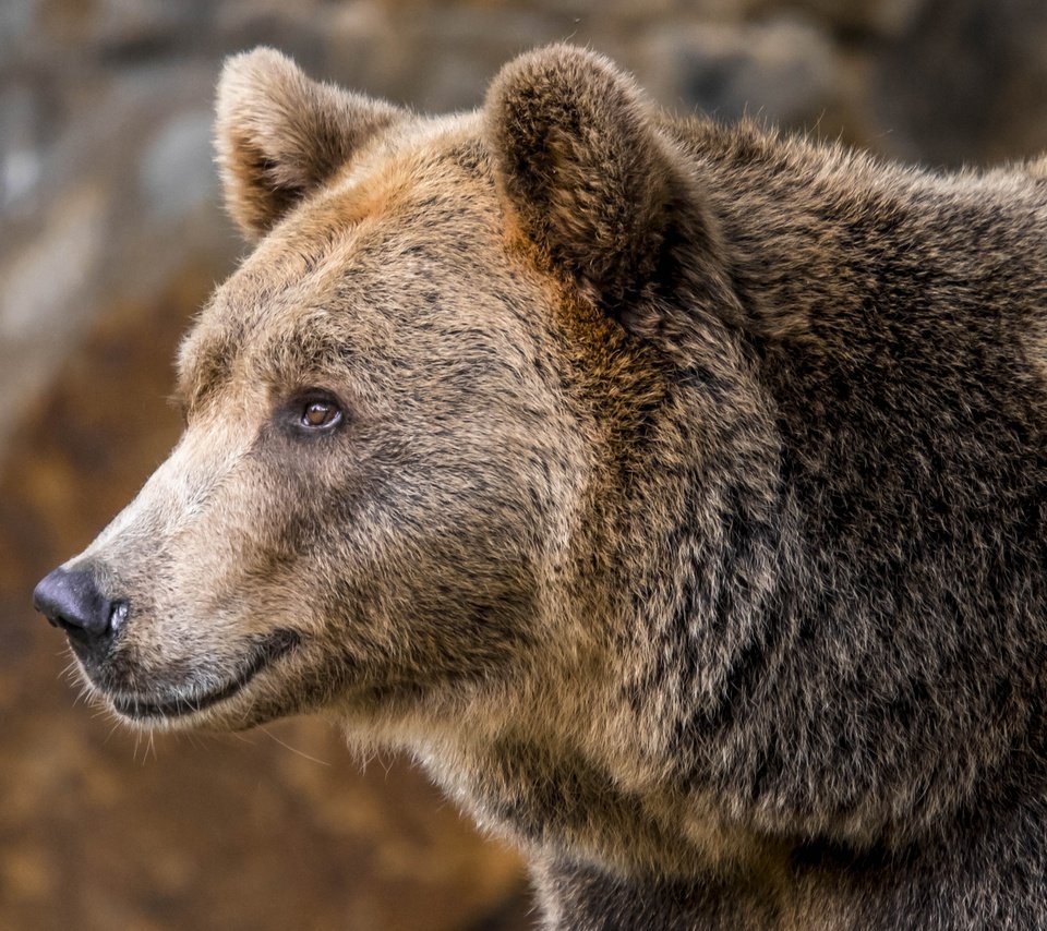 Обои морда, портрет, взгляд, медведь, бурый медведь, face, portrait, look, bear, brown bear разрешение 5068x2851 Загрузить