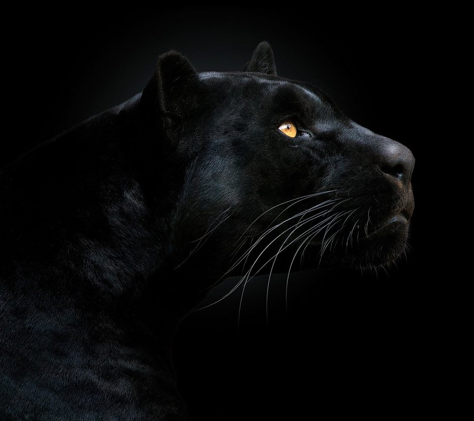 Обои морда, взгляд, хищник, черный фон, пантера, чёрная пантера, face, look, predator, black background, panther, black panther разрешение 1920x1280 Загрузить