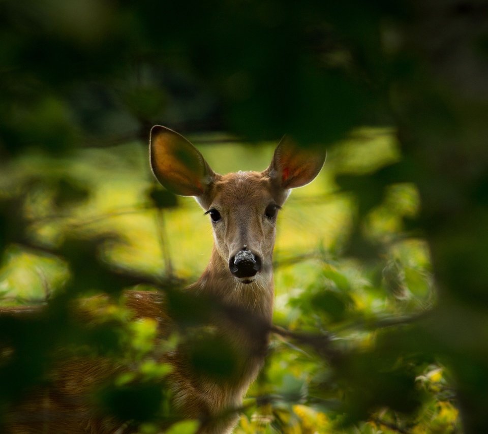 Обои природа, дерево, листья, олень, ветки, животное, косуля, nature, tree, leaves, deer, branches, animal, roe разрешение 3840x2560 Загрузить