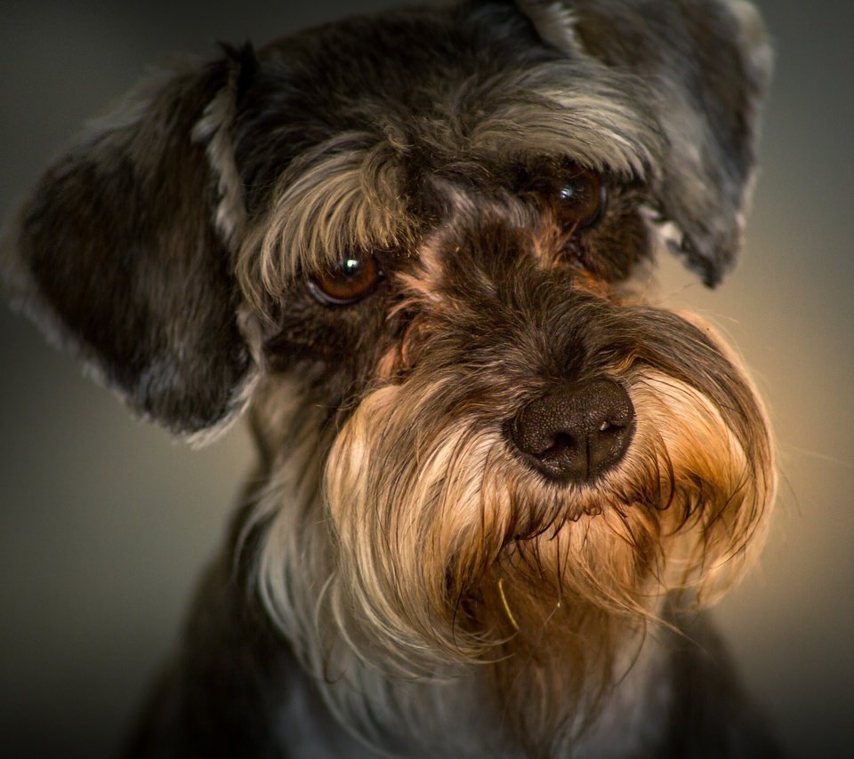 Обои портрет, взгляд, собака, мордашка, цвергшнауцер, portrait, look, dog, face, the miniature schnauzer разрешение 2048x1365 Загрузить