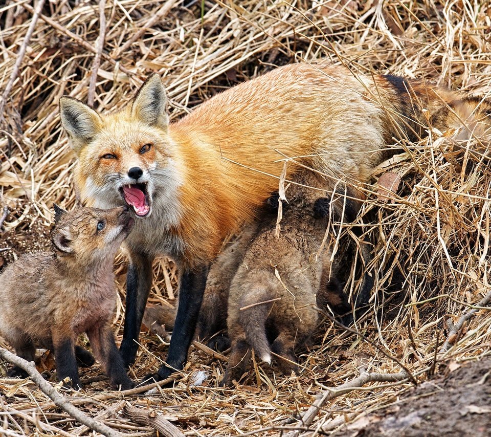 Обои природа, фон, лисица, лисята, лисы, nature, background, fox, cubs разрешение 2048x1365 Загрузить