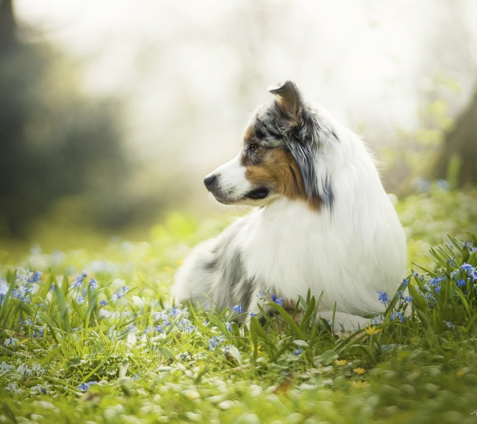 Обои цветы, природа, фон, собака, австралийская овчарка, аусси, flowers, nature, background, dog, australian shepherd, aussie разрешение 3915x2610 Загрузить