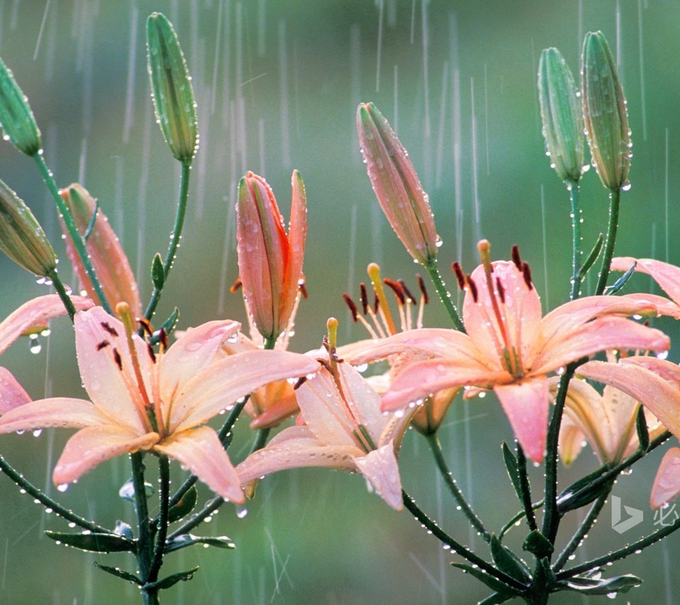 Обои цветы, природа, капли, лепестки, лилия, дождь, flowers, nature, drops, petals, lily, rain разрешение 1920x1200 Загрузить