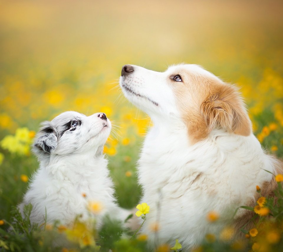 Обои цветы, природа, лето, щенок, собаки, бордер-колли, flowers, nature, summer, puppy, dogs, the border collie разрешение 2048x1365 Загрузить