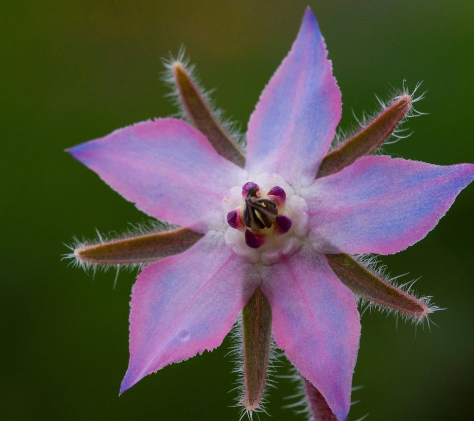 Обои природа, макро, лепестки, огуречник, огуречная трава, nature, macro, petals, borage разрешение 2880x1828 Загрузить