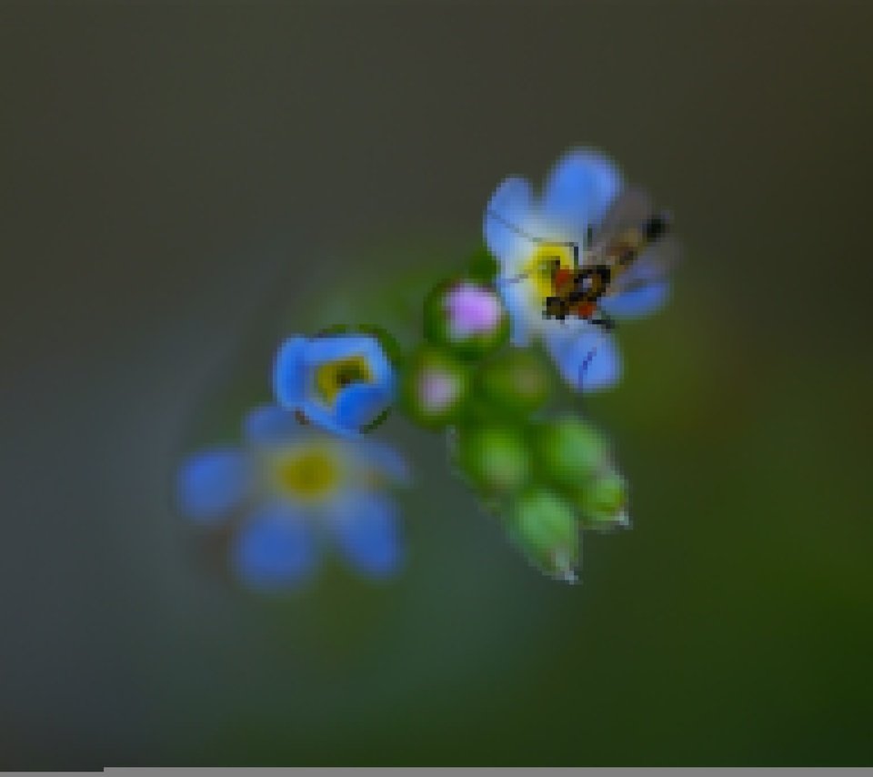 Обои природа, насекомое, фон, цветок, лепестки, незабудка, nature, insect, background, flower, petals, forget-me-not разрешение 2048x1361 Загрузить