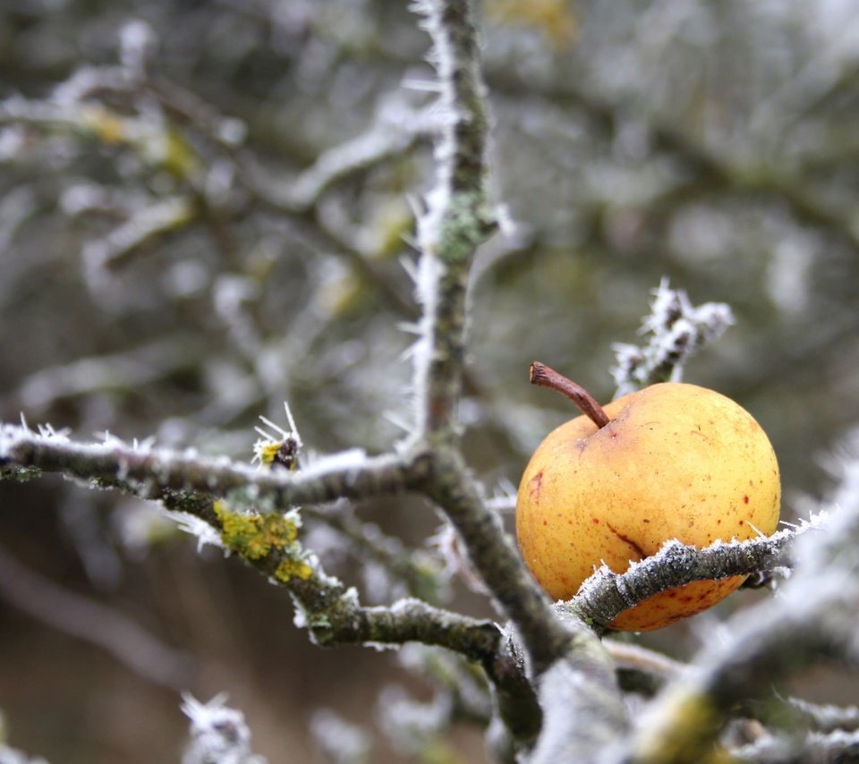 Обои природа, зима, ветки, иней, яблоко, nature, winter, branches, frost, apple разрешение 2048x1367 Загрузить