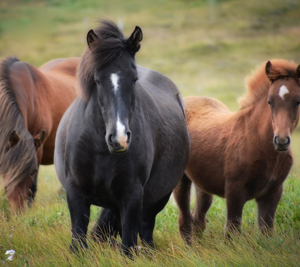 Обои трава, природа, животные, поле, лошади, кони, грива, grass, nature, animals, field, horse, horses, mane разрешение 4496x3000 Загрузить