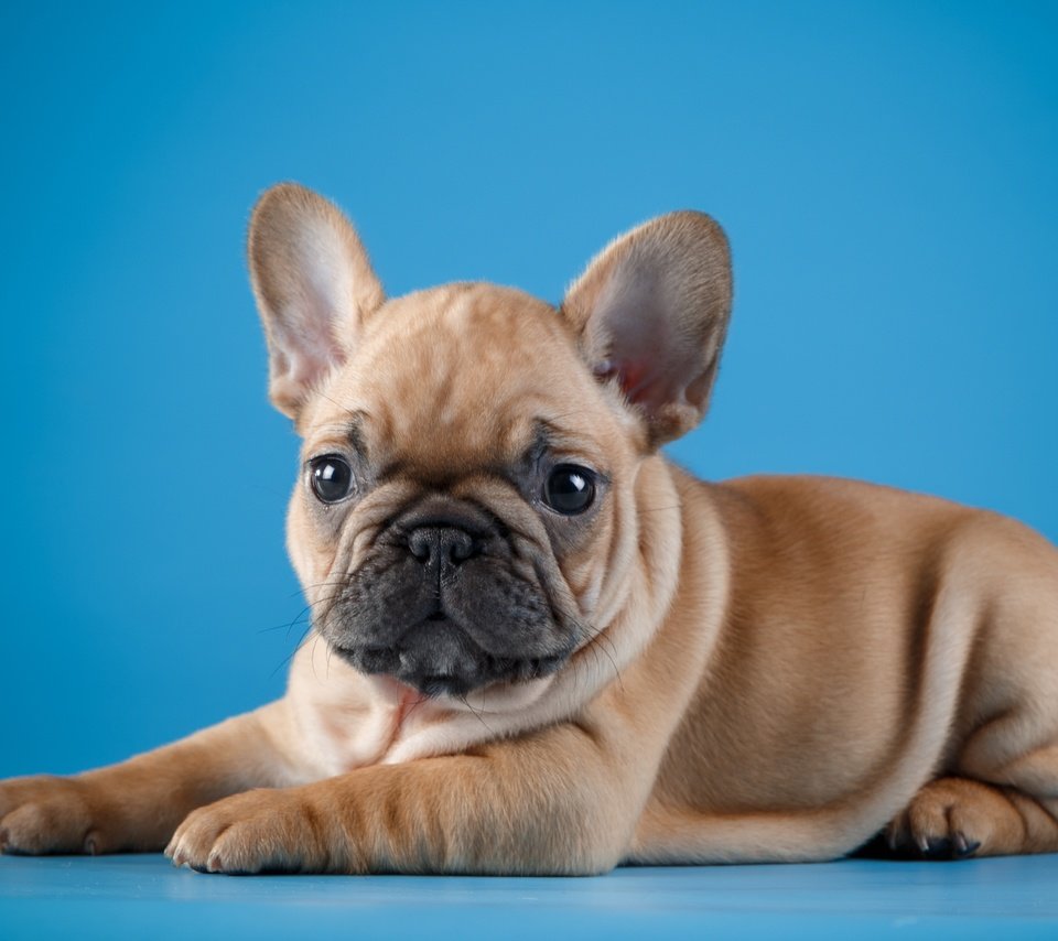 Обои глаза, мордочка, взгляд, собака, щенок, малыш, французский бульдог, eyes, muzzle, look, dog, puppy, baby, french bulldog разрешение 3600x2356 Загрузить