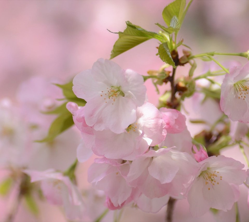 Обои ветка, цветение, макро, весна, вишня, сакура, цветки, branch, flowering, macro, spring, cherry, sakura, flowers разрешение 2048x1356 Загрузить