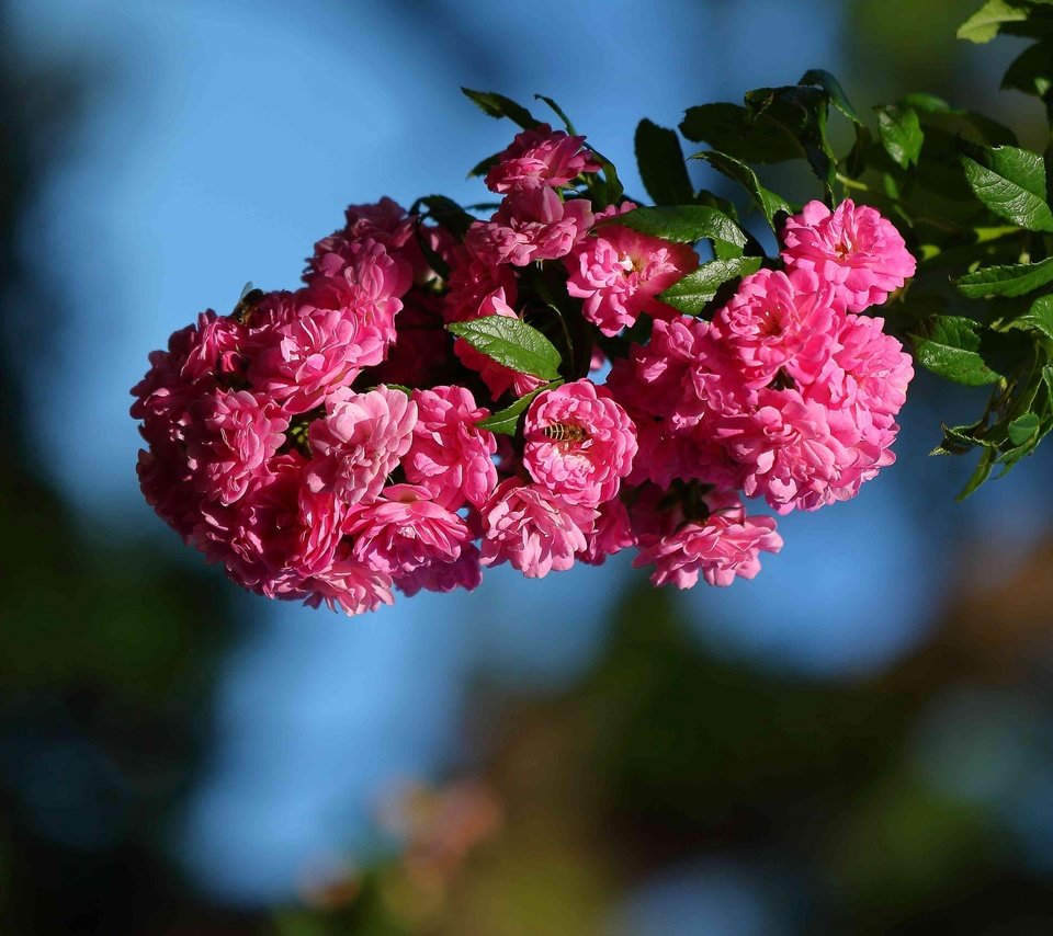 Обои цветы, ветка, макро, шиповник, цветки, flowers, branch, macro, briar разрешение 2048x1489 Загрузить