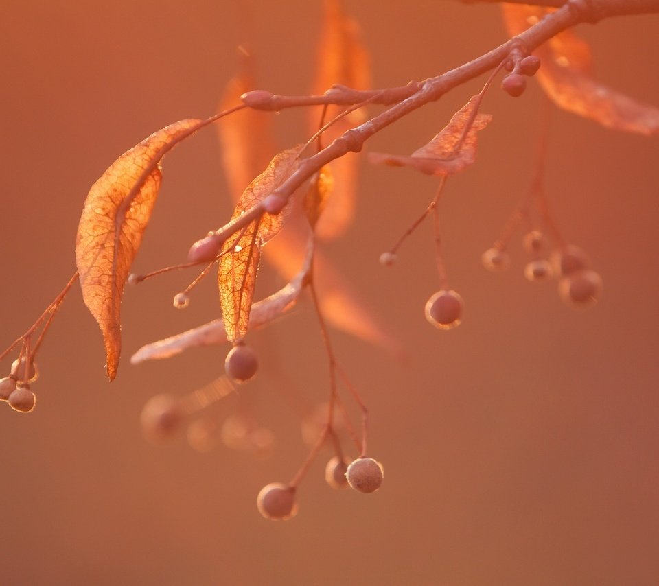 Обои ветка, природа, листья, фон, ягоды, плоды, branch, nature, leaves, background, berries, fruit разрешение 1920x1280 Загрузить