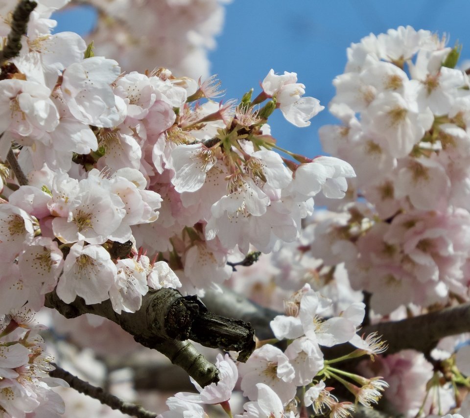 Обои цветение, ветки, весна, сакура, flowering, branches, spring, sakura разрешение 2048x1536 Загрузить