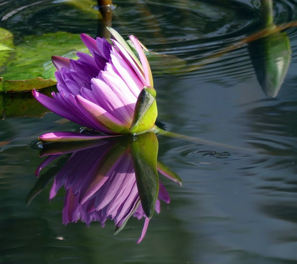 Обои вода, отражение, цветок, кувшинка, нимфея, водяная лилия, water, reflection, flower, lily, nymphaeum, water lily разрешение 2048x1365 Загрузить