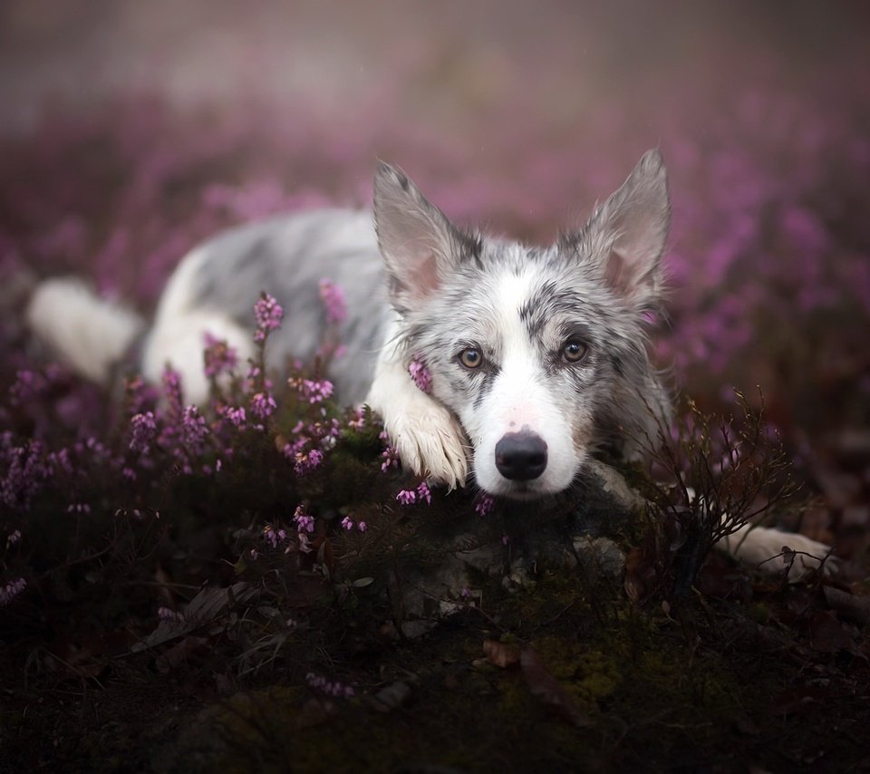 Обои цветы, взгляд, собака, бордер-колли, cirilla, alicja zmysłowska, flowers, look, dog, the border collie разрешение 2048x1217 Загрузить