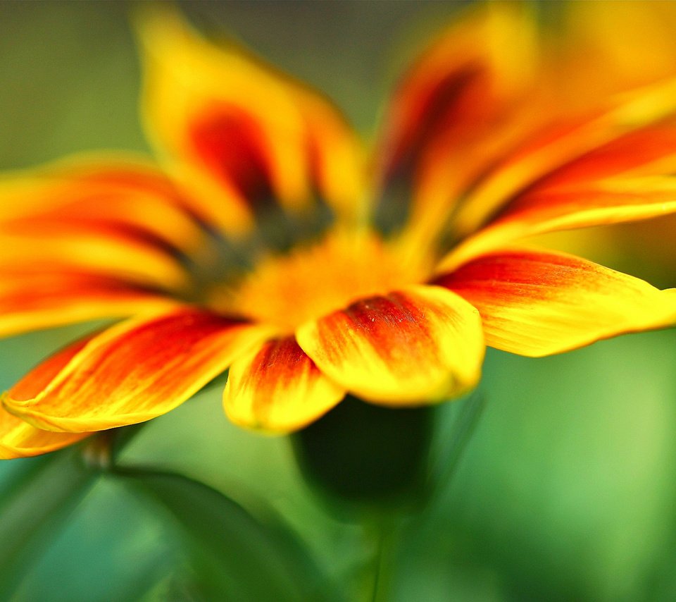 Обои желтый, фон, цветок, лепестки, оранжевый, газания, yellow, background, flower, petals, orange, gazania разрешение 2048x1360 Загрузить