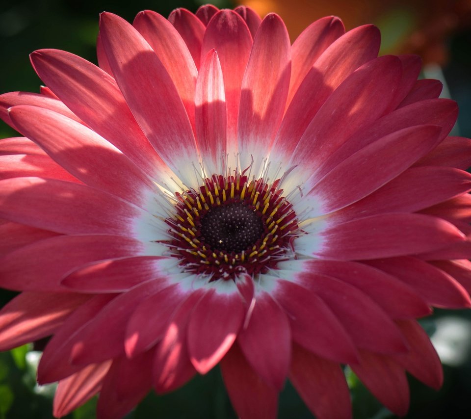 Обои цветок, лепестки, тычинки, гербера, flower, petals, stamens, gerbera разрешение 2554x1600 Загрузить