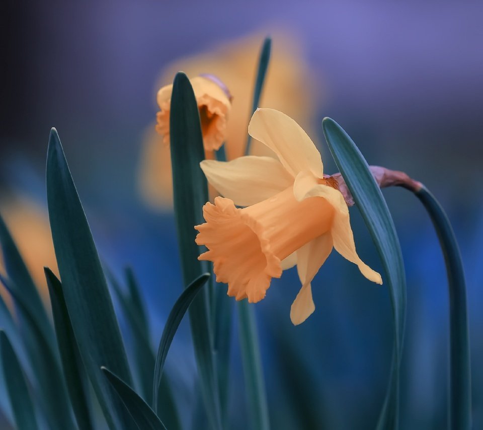 Обои цветы, листья, крупный план, нарциссы, flowers, leaves, close-up, daffodils разрешение 2560x1706 Загрузить