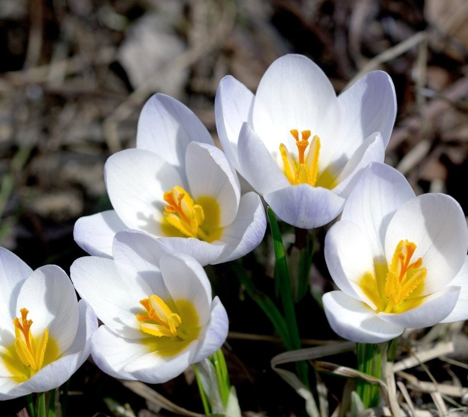 Обои цветы, макро, лепестки, весна, крокусы, flowers, macro, petals, spring, crocuses разрешение 2048x1335 Загрузить