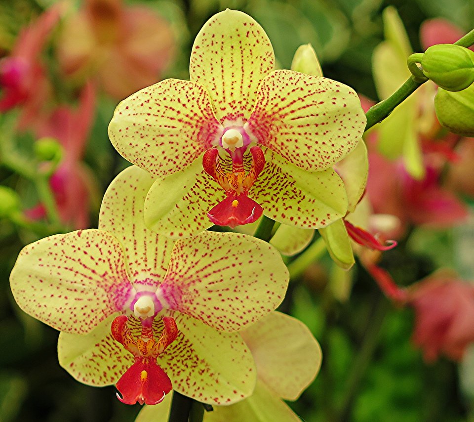 Обои цветы, лепестки, орхидея, флора, flowers, petals, orchid, flora разрешение 2048x1536 Загрузить