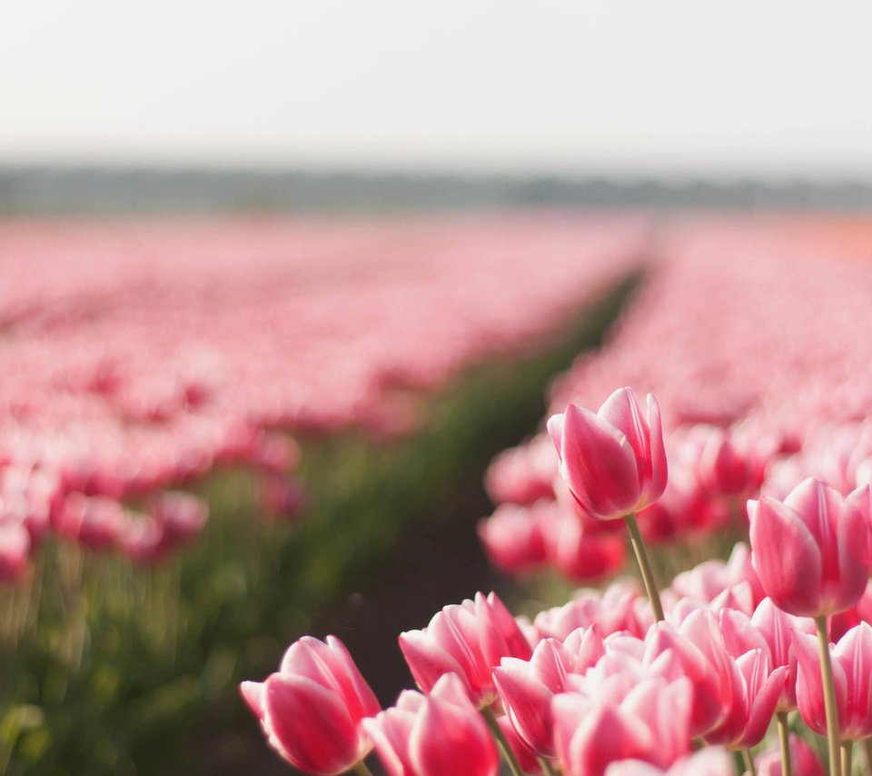 Обои цветы, природа, бутоны, поле, тюльпаны, flowers, nature, buds, field, tulips разрешение 2560x1600 Загрузить