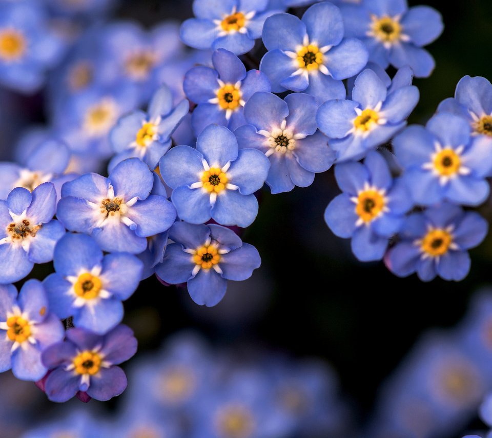 Обои цветы, природа, незабудки, голубые, flowers, nature, forget-me-nots, blue разрешение 2048x1366 Загрузить