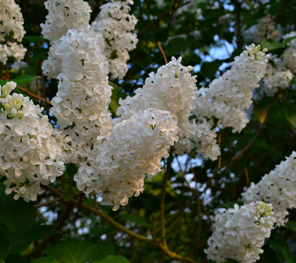 Обои цветы, цветение, весна, белая, сирень, flowers, flowering, spring, white, lilac разрешение 2048x1365 Загрузить