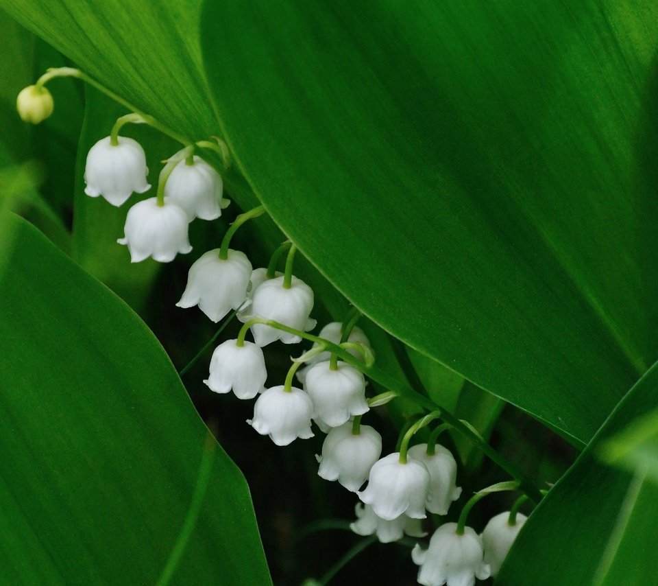 Обои цветы, весна, ландыш, flowers, spring, lily of the valley разрешение 1920x1200 Загрузить