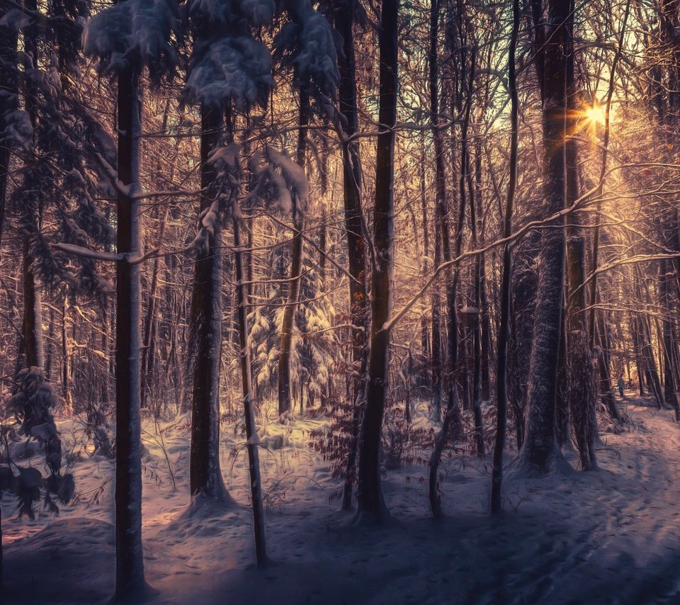 Обои деревья, снег, лес, зима, лучи солнца, trees, snow, forest, winter, the rays of the sun разрешение 2560x1600 Загрузить