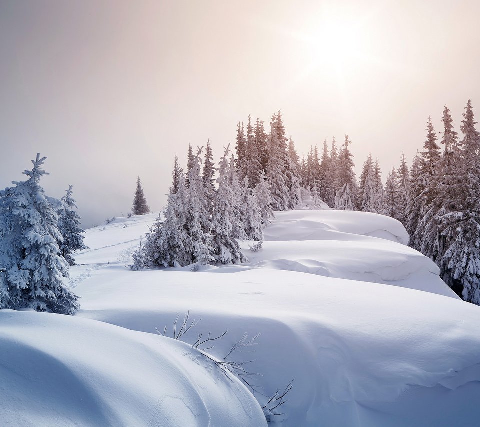 Обои деревья, снег, зима, ели, сугробы, trees, snow, winter, ate, the snow разрешение 3000x1943 Загрузить