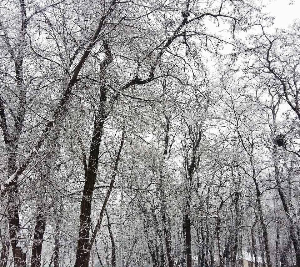 Обои деревья, снег, зима, ветки, чёрно-белое, trees, snow, winter, branches, black and white разрешение 2048x1280 Загрузить