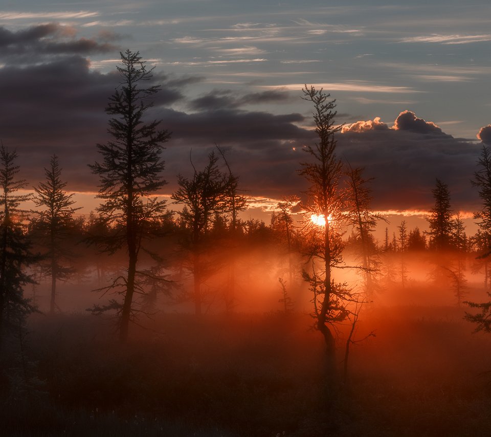 Обои деревья, восход, солнце, лучи, туман, зарево, сумрак, trees, sunrise, the sun, rays, fog, glow, twilight разрешение 1920x1280 Загрузить