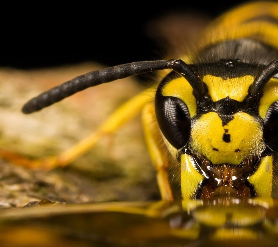 Обои глаза, макро, насекомое, усики, пчела, оса, крупным планом, eyes, macro, insect, antennae, bee, osa, closeup разрешение 1920x1080 Загрузить