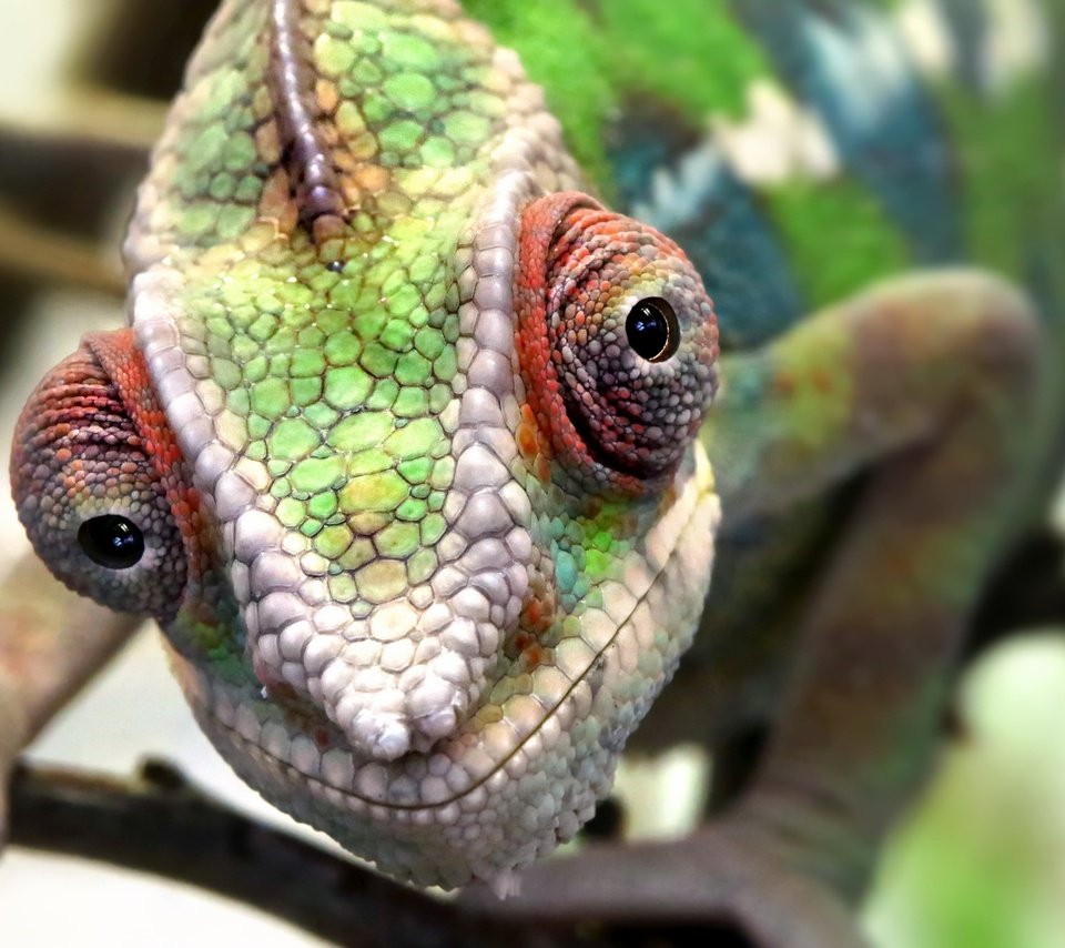 Обои глаза, макро, ящерица, животное, кожа, хамелеон, eyes, macro, lizard, animal, leather, chameleon разрешение 2048x1356 Загрузить