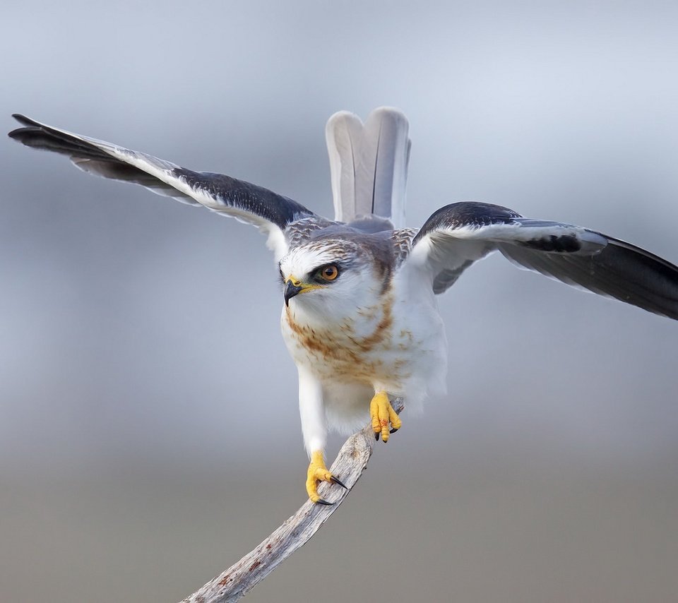 Обои крылья, птица, перья, коршун, дымчатый, хвост, белохвост, wings, bird, feathers, kite, smoky, tail, tailed eagle разрешение 1920x1210 Загрузить