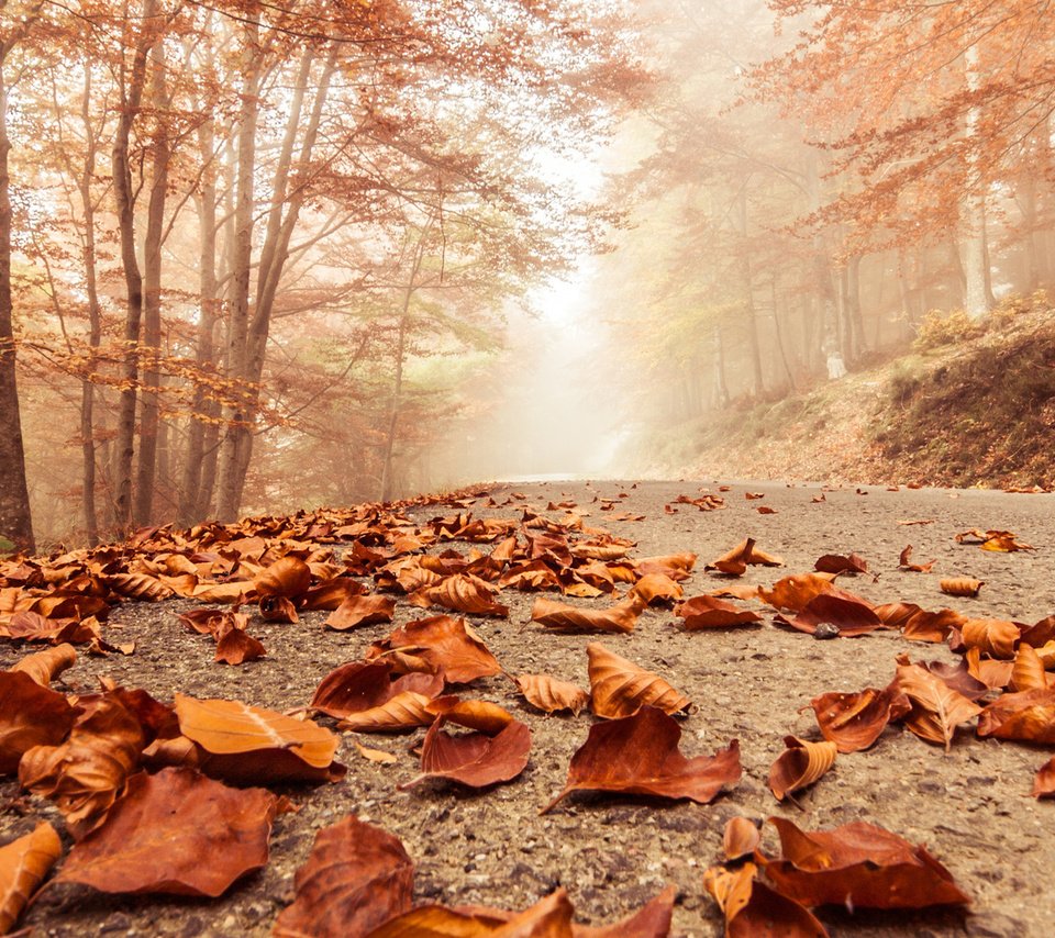 Обои деревья, листья, парк, осень, тропа, trees, leaves, park, autumn, trail разрешение 1920x1080 Загрузить