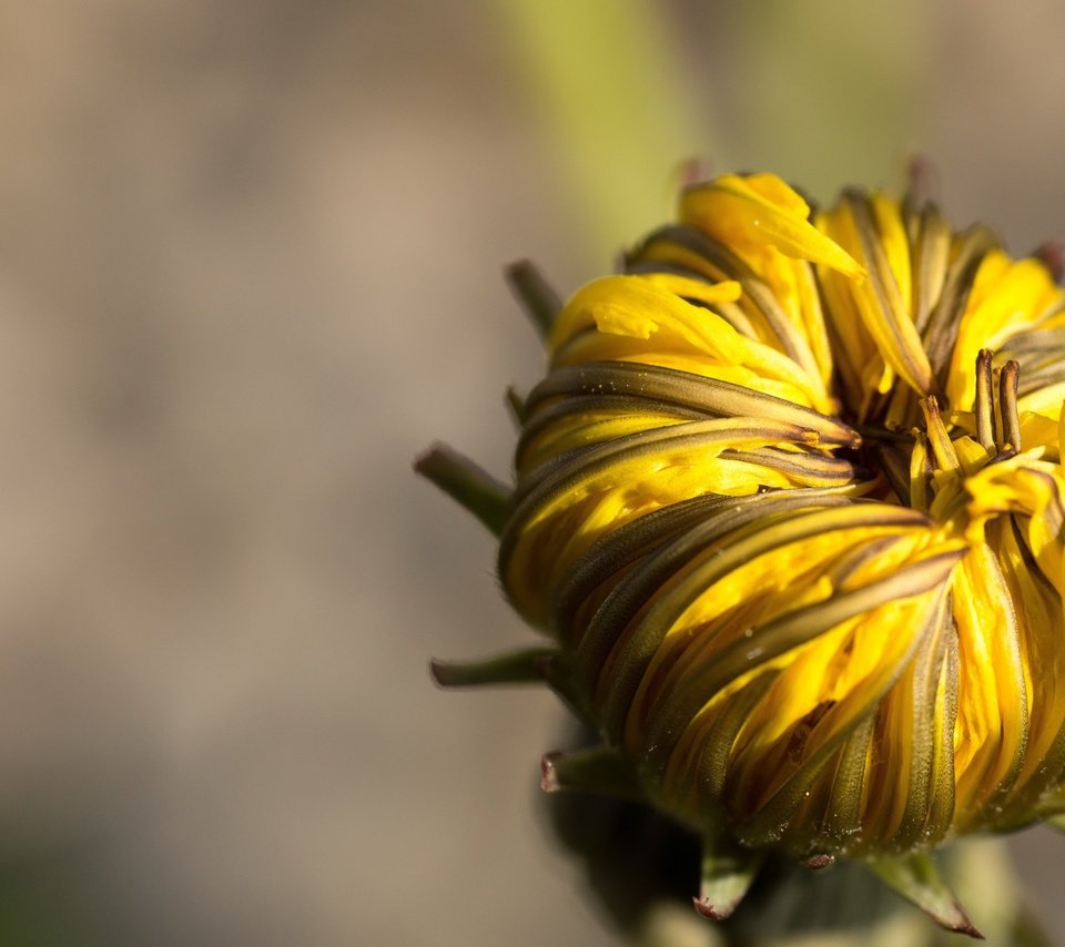 Обои макро, цветок, бутон, одуванчик, macro, flower, bud, dandelion разрешение 2560x1440 Загрузить